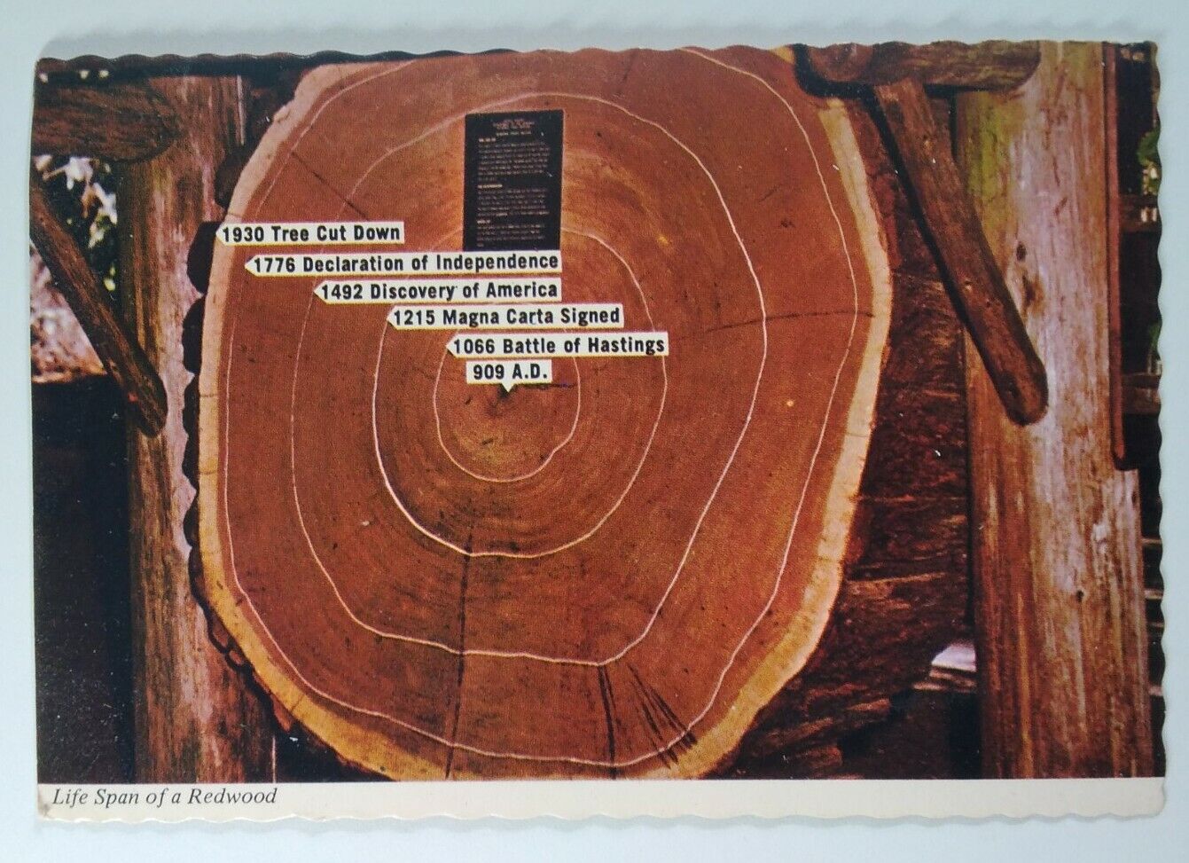 California Postcard Mid 1900s Original Redwood Tree Rings History Lifespan 