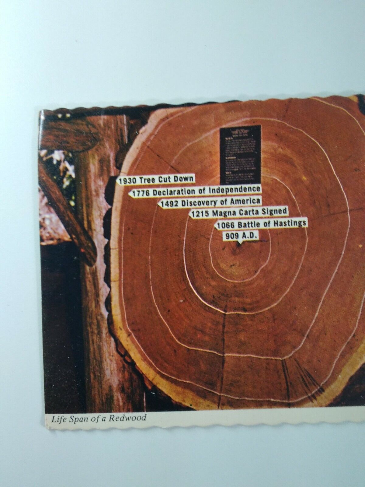 California Postcard Mid 1900s Original Redwood Tree Rings History Lifespan 