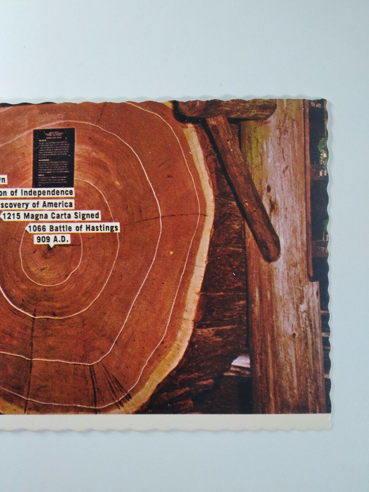 California Postcard Mid 1900s Original Redwood Tree Rings History Lifespan 