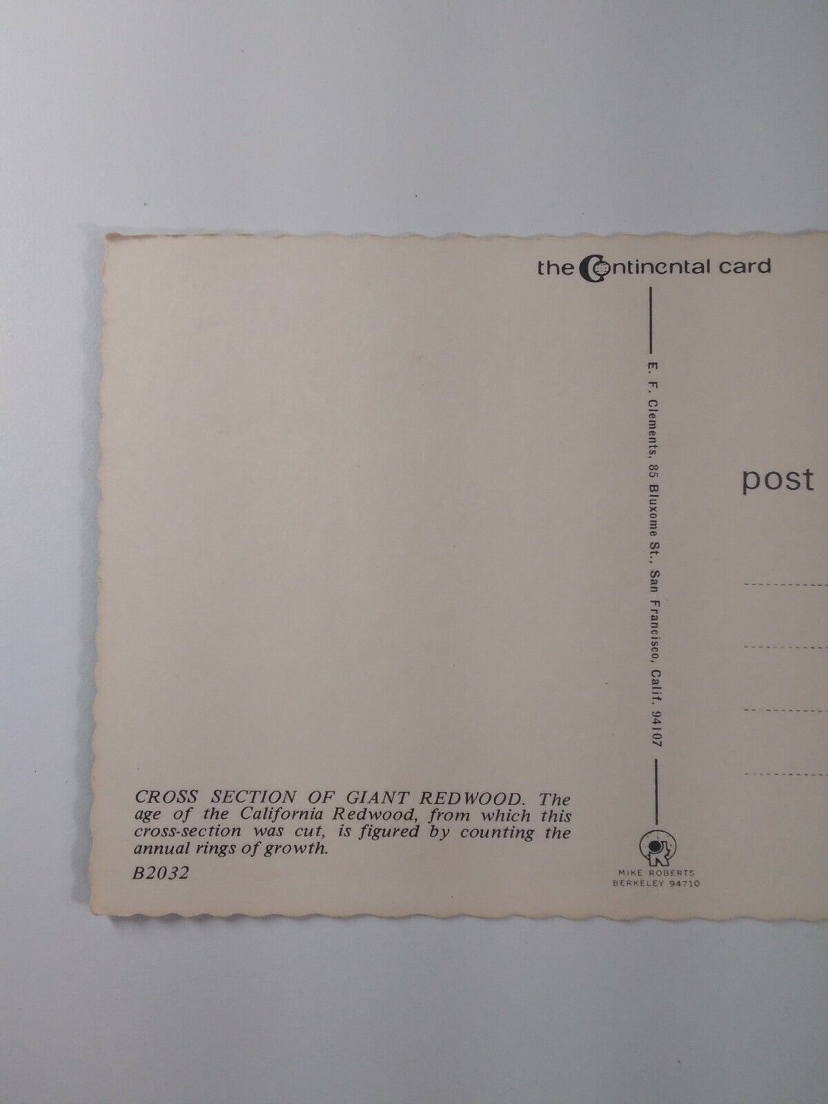 California Postcard Mid 1900s Original Redwood Tree Rings History Lifespan 