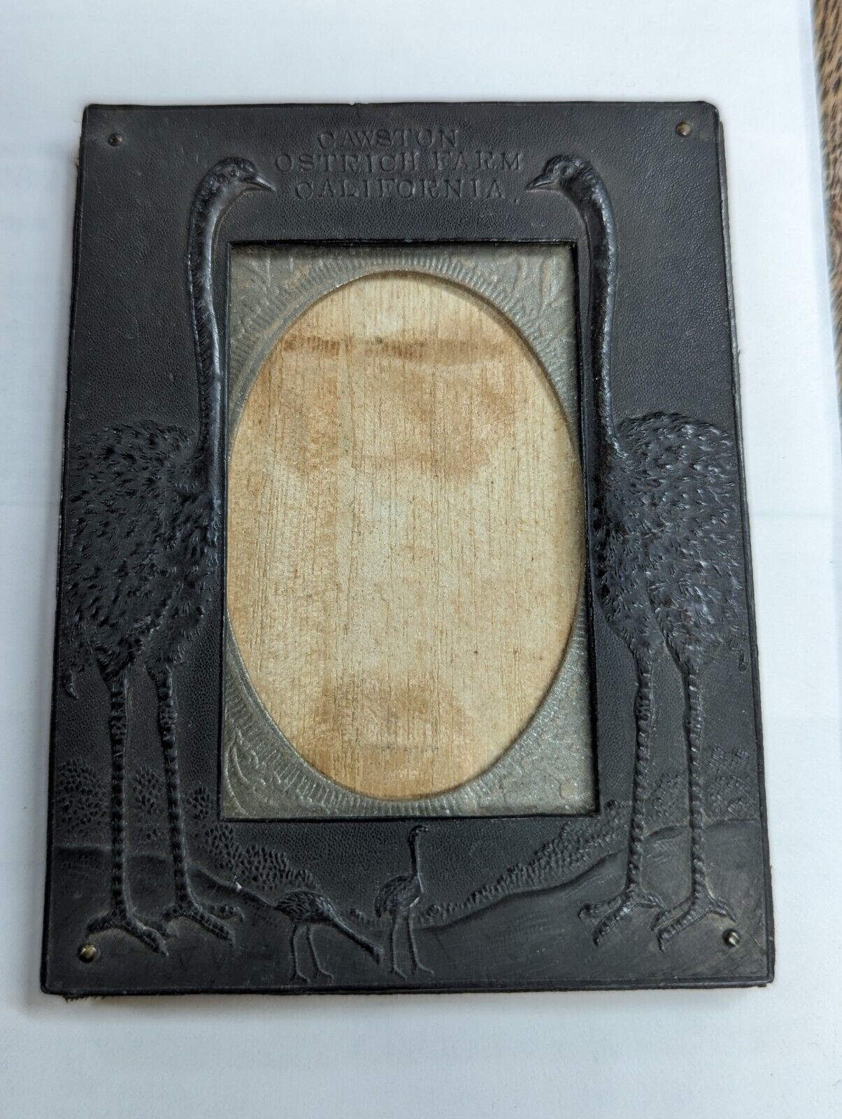 Cawston Ostrich Farm - Business Ephemera Picture FRAME RARE - Early 1900's