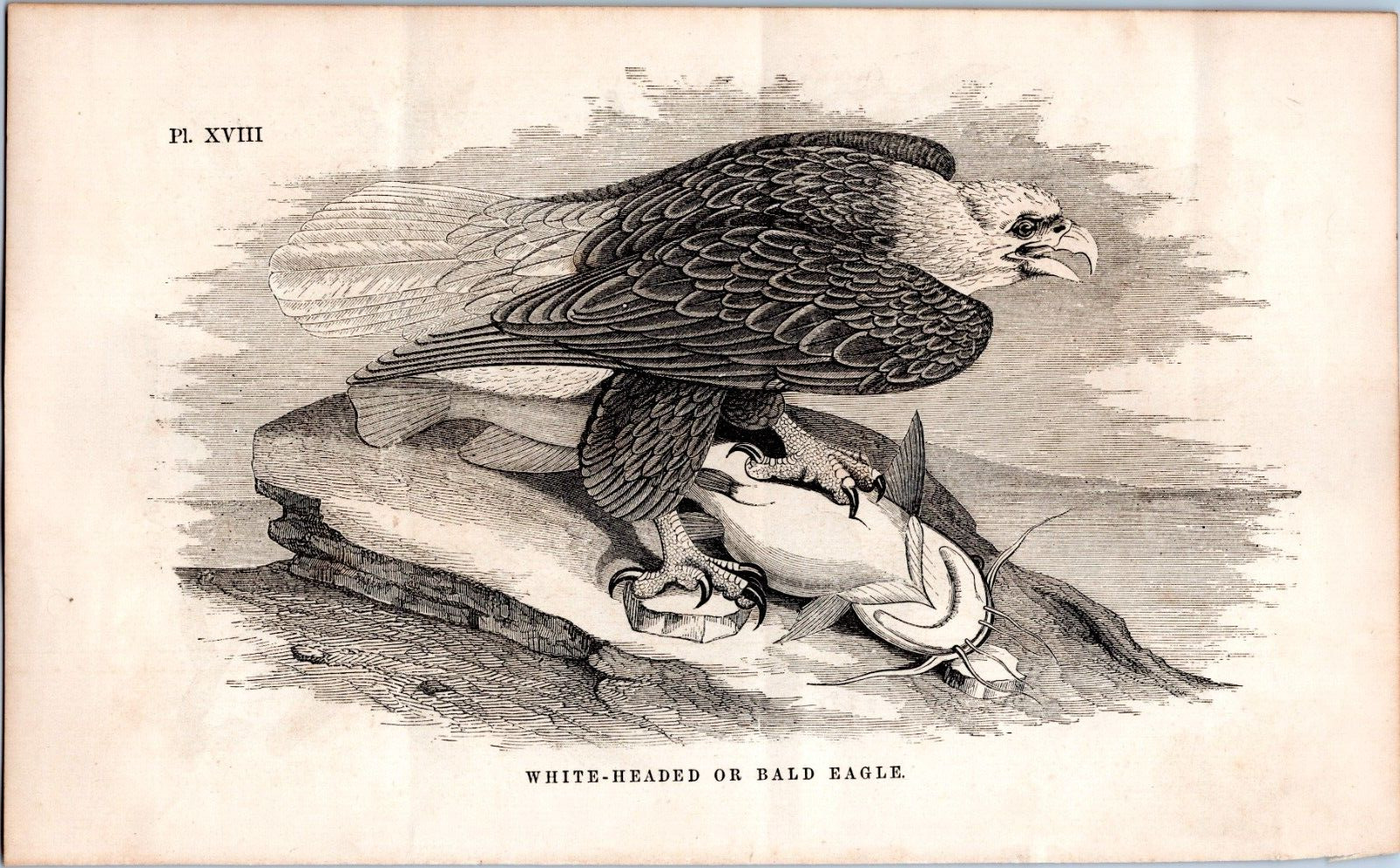 1800s Art Plate Print - Bald Eagle Eating Catfish, Broad Wing Buzzard on Back