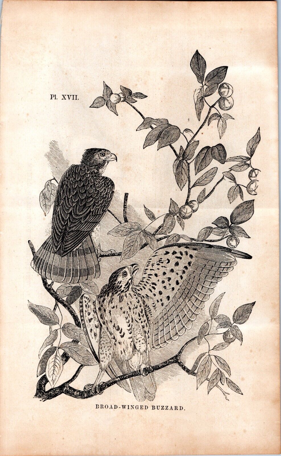 1800s Art Plate Print - Bald Eagle Eating Catfish, Broad Wing Buzzard on Back
