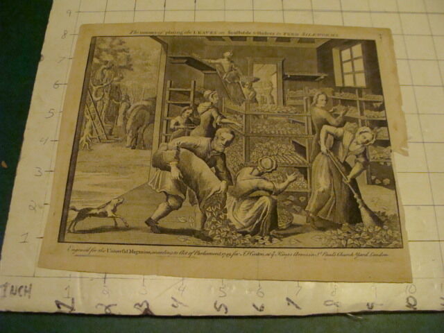 Original Engraving:1700's or 1800's  - LEAVES to feed SILKWORMS 