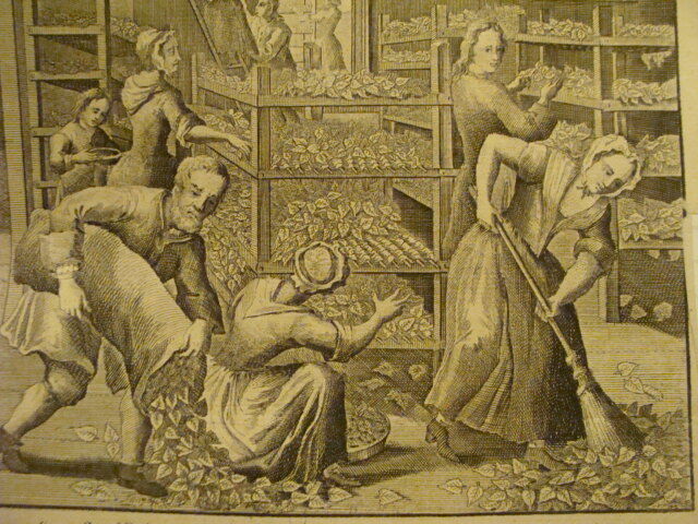Original Engraving:1700's or 1800's  - LEAVES to feed SILKWORMS 