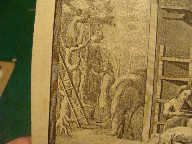 Original Engraving:1700's or 1800's  - LEAVES to feed SILKWORMS 