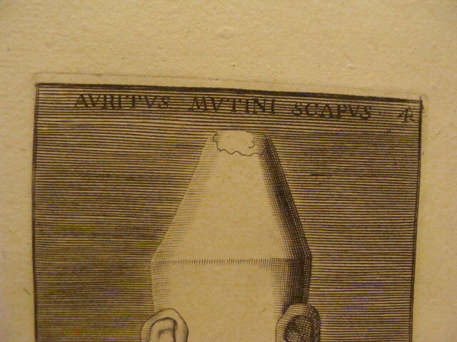original Engraving: 1700's - very odd - AVRITVS MVTINI SCAPUS - APUD ILL RAPH 