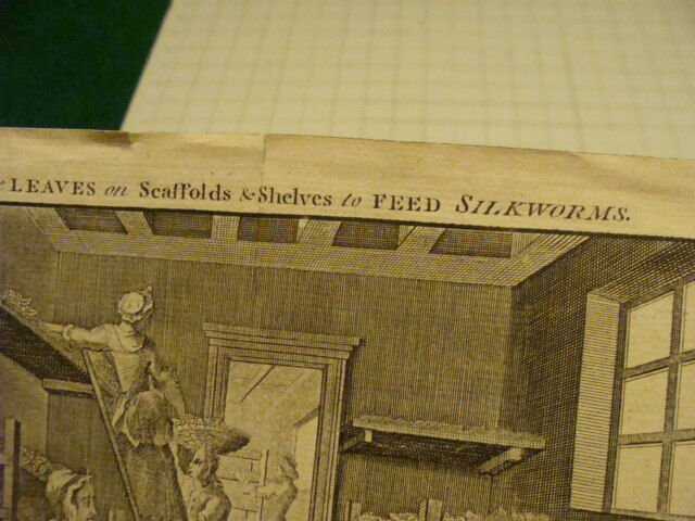 Original Engraving:1700's or 1800's  - LEAVES to feed SILKWORMS 