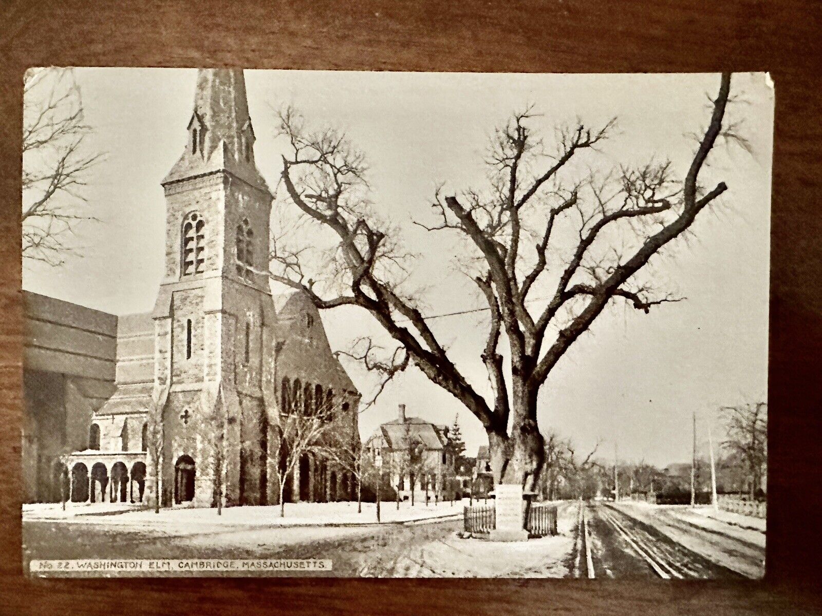 1900's Hood's Photos of the World First Series No 22 Washington Elm Cambridge MA
