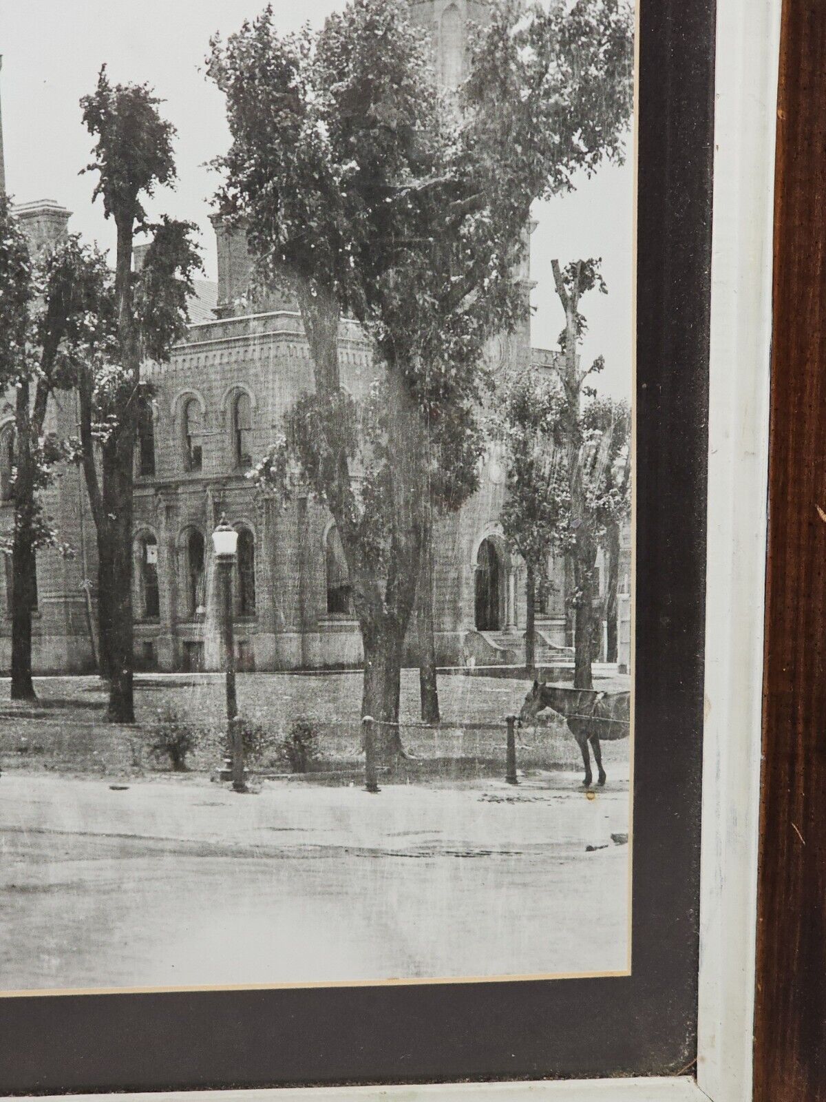 Greensburg IN Indiana COURT HOUSE TOWER Tree Rare Antique PHOTO 1900s 