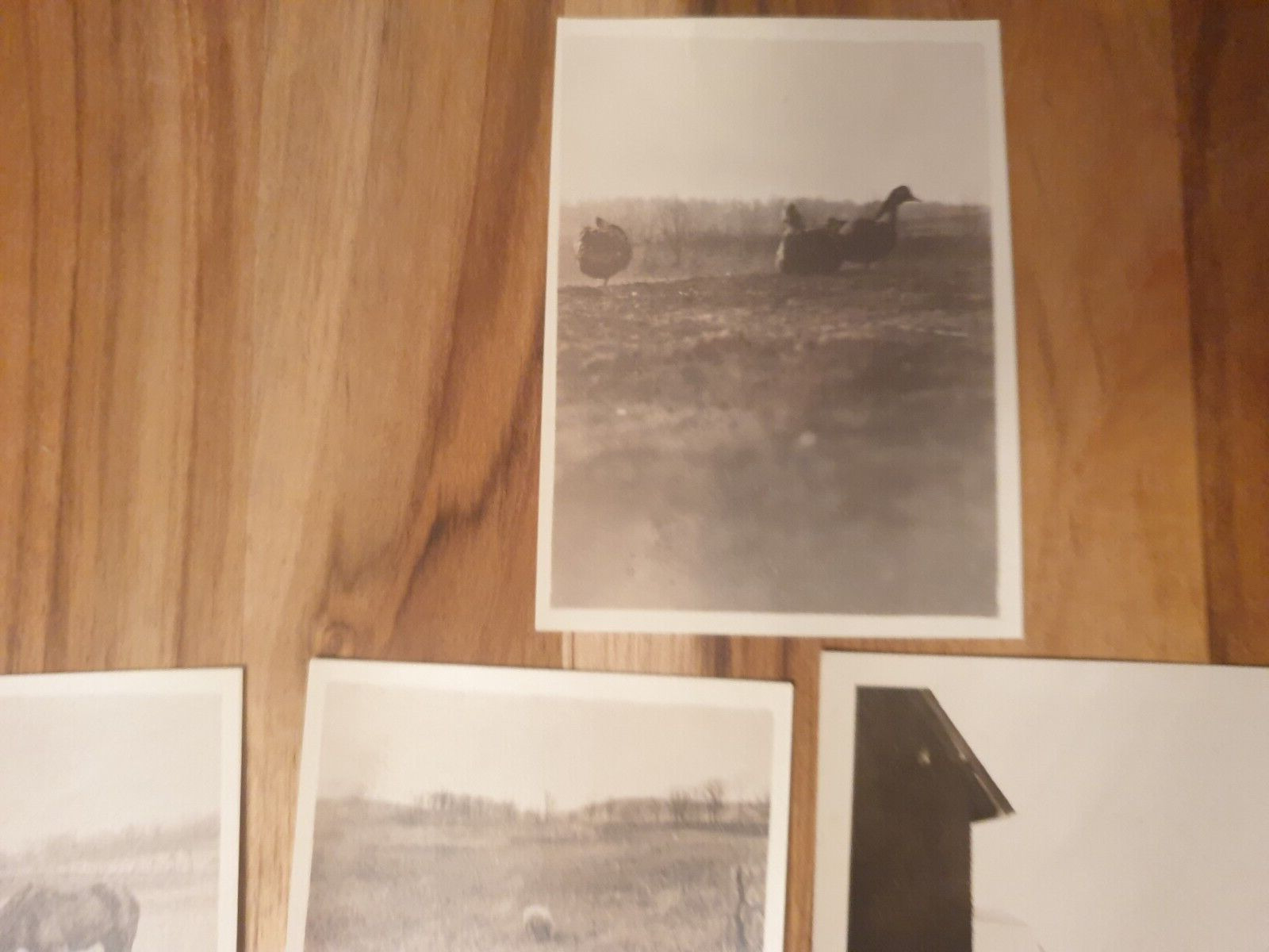 Photographs and RPPC's Farm and daily  life 1900's Minnesota 