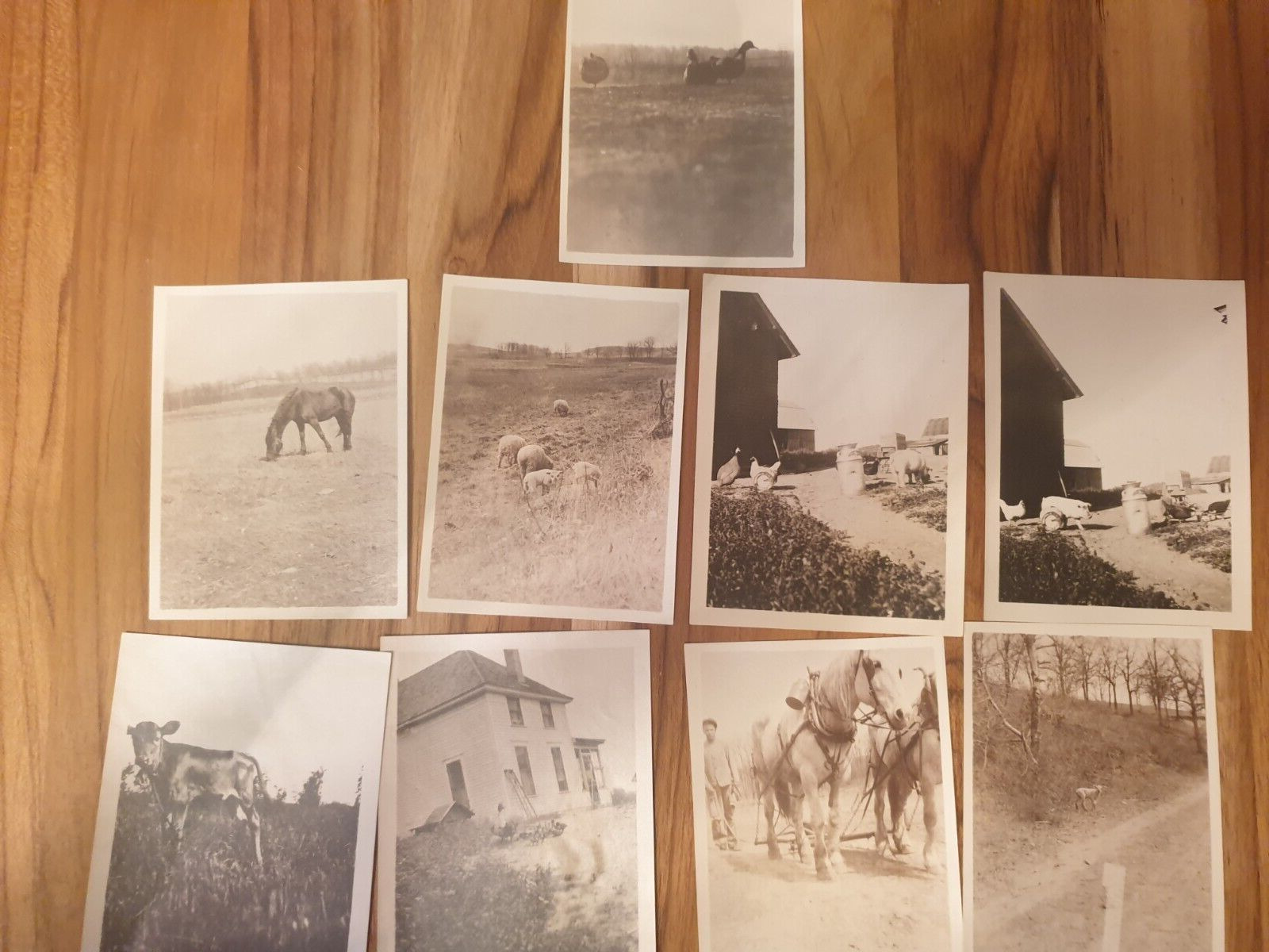 Photographs and RPPC's Farm and daily  life 1900's Minnesota 