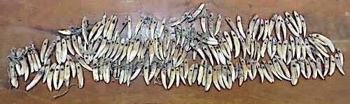 ANCIENT HAWAIIAN DOG TOOTH NECKLACE - ANKLETS - OLONA - CA.1700'S - VERY RARE