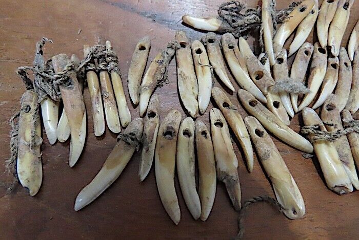 ANCIENT HAWAIIAN DOG TOOTH NECKLACE - ANKLETS - OLONA - CA.1700'S - VERY RARE