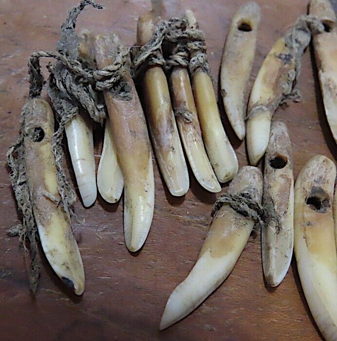 ANCIENT HAWAIIAN DOG TOOTH NECKLACE - ANKLETS - OLONA - CA.1700'S - VERY RARE