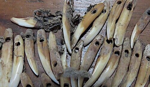 ANCIENT HAWAIIAN DOG TOOTH NECKLACE - ANKLETS - OLONA - CA.1700'S - VERY RARE