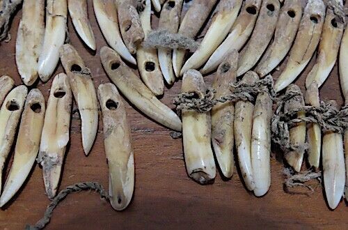 ANCIENT HAWAIIAN DOG TOOTH NECKLACE - ANKLETS - OLONA - CA.1700'S - VERY RARE