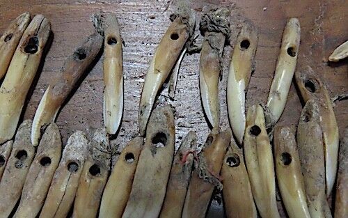 ANCIENT HAWAIIAN DOG TOOTH NECKLACE - ANKLETS - OLONA - CA.1700'S - VERY RARE