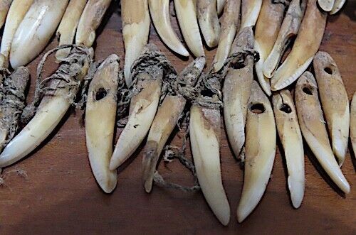 ANCIENT HAWAIIAN DOG TOOTH NECKLACE - ANKLETS - OLONA - CA.1700'S - VERY RARE