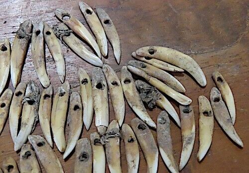 ANCIENT HAWAIIAN DOG TOOTH NECKLACE - ANKLETS - OLONA - CA.1700'S - VERY RARE