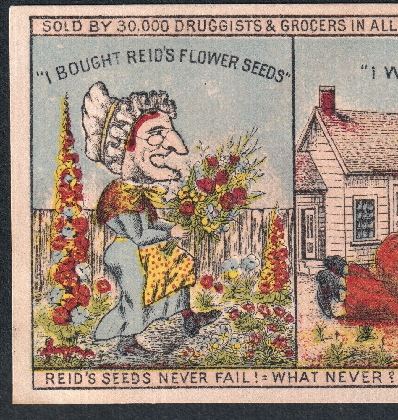 Lady Hag 1800's Comic Strip Advertising Card Reids Flower Seed G&S HMS Pinafore