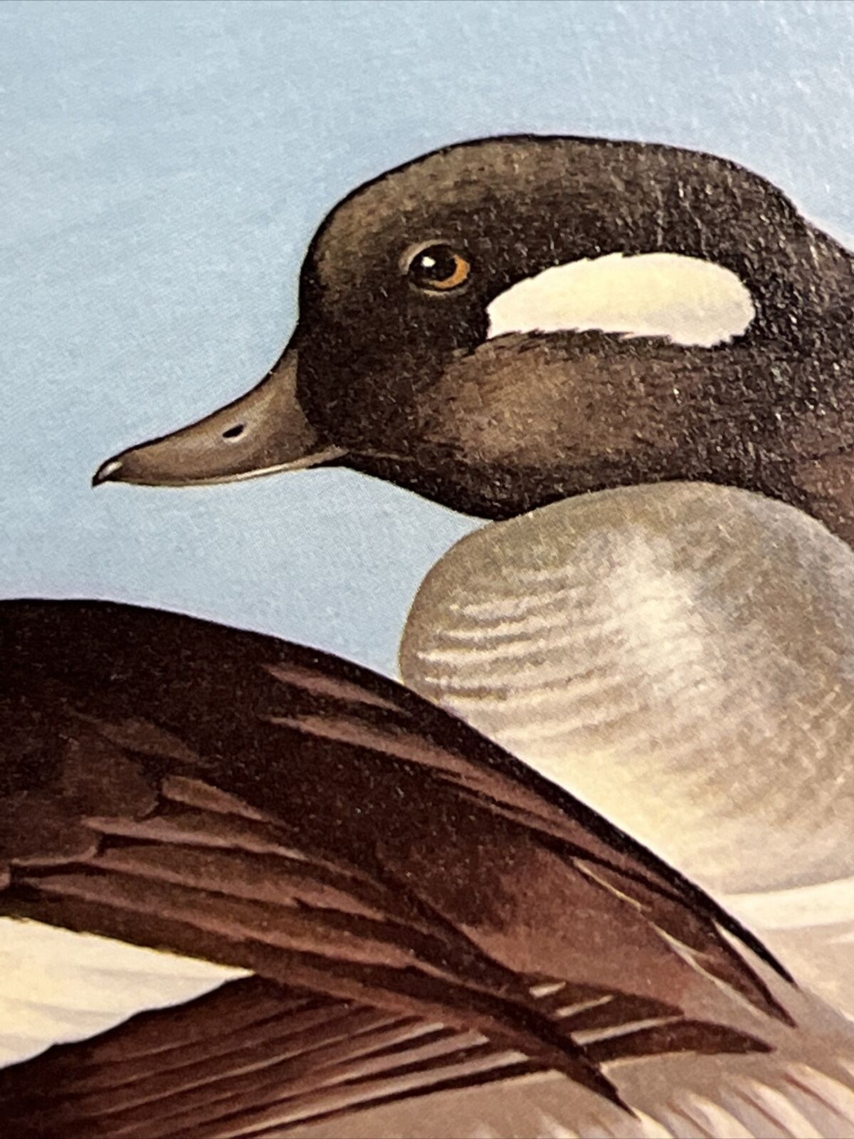 Rockne Knuth,1979, Wisc Duck Stamp Print,29/1700, S.Stamp,mint Condition