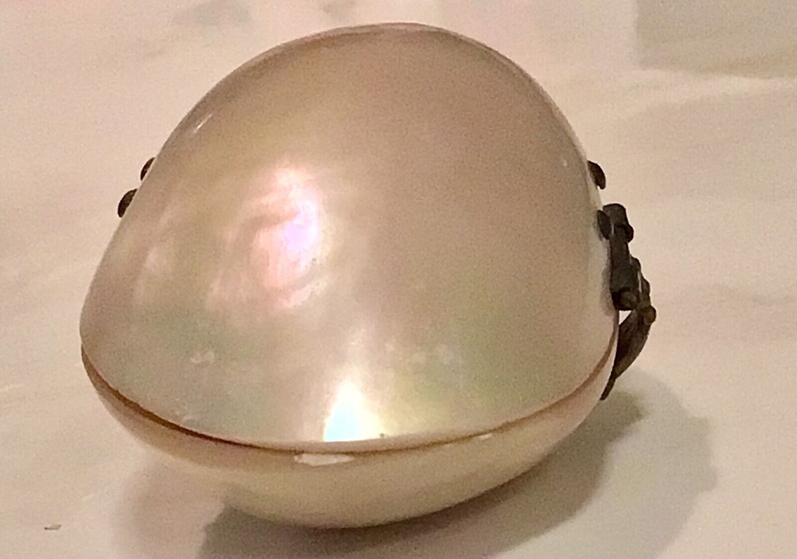 Antique Shell Coin Purse 1800’s Mother of Pearl Inside & Out Brass Closure EVC