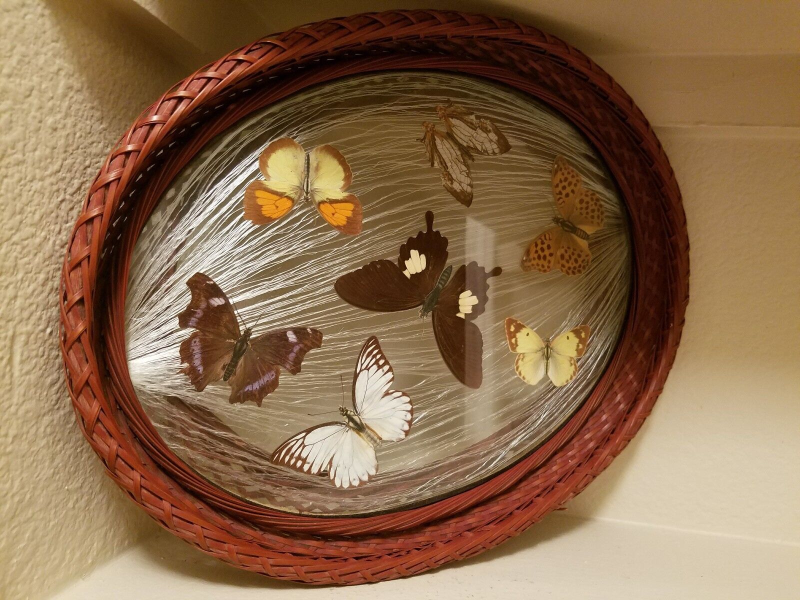 Handmade Glass 1800’s Antique Tray & Two Coasters ~ Real Butterflies