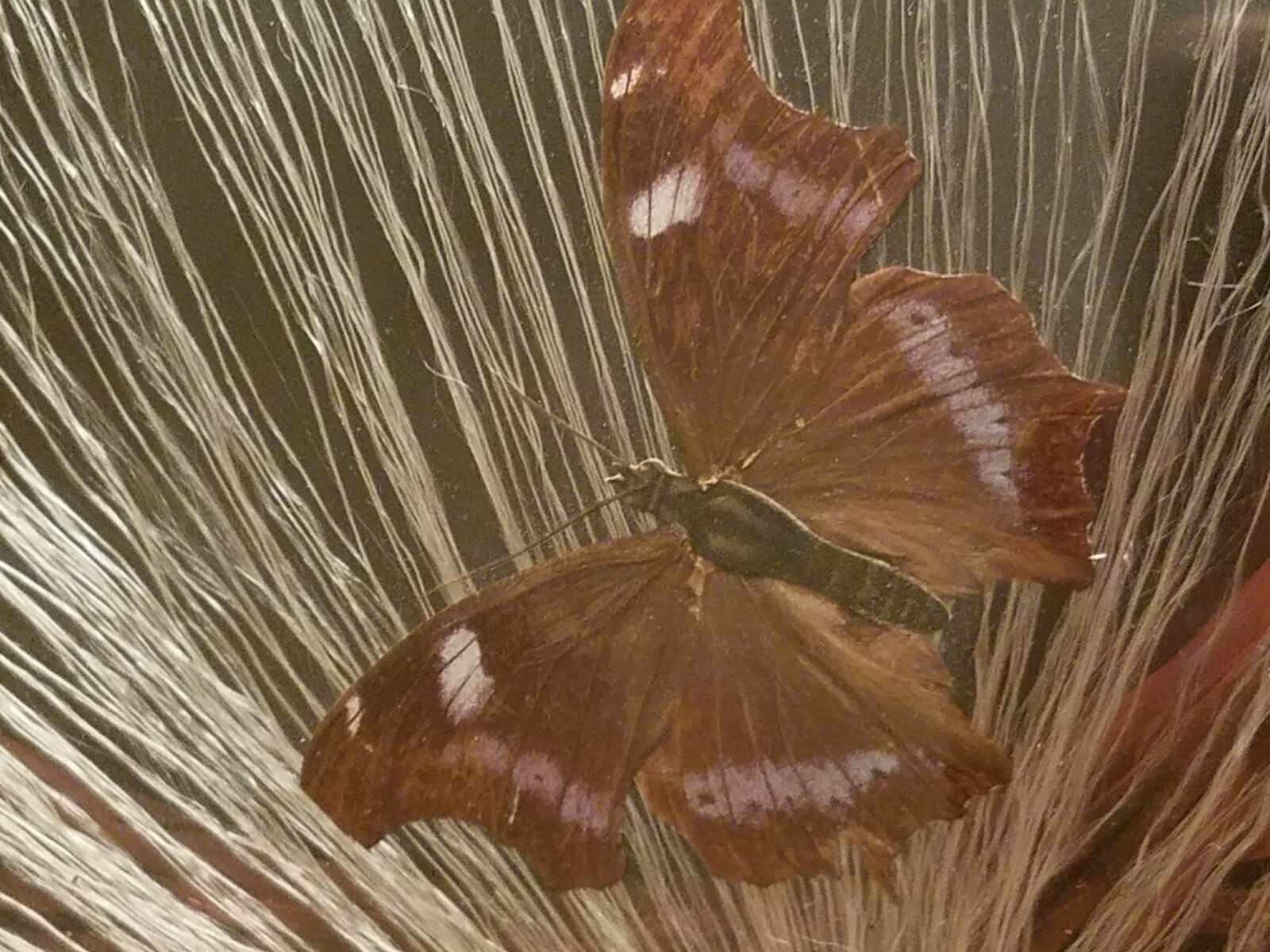 Handmade Glass 1800’s Antique Tray & Two Coasters ~ Real Butterflies