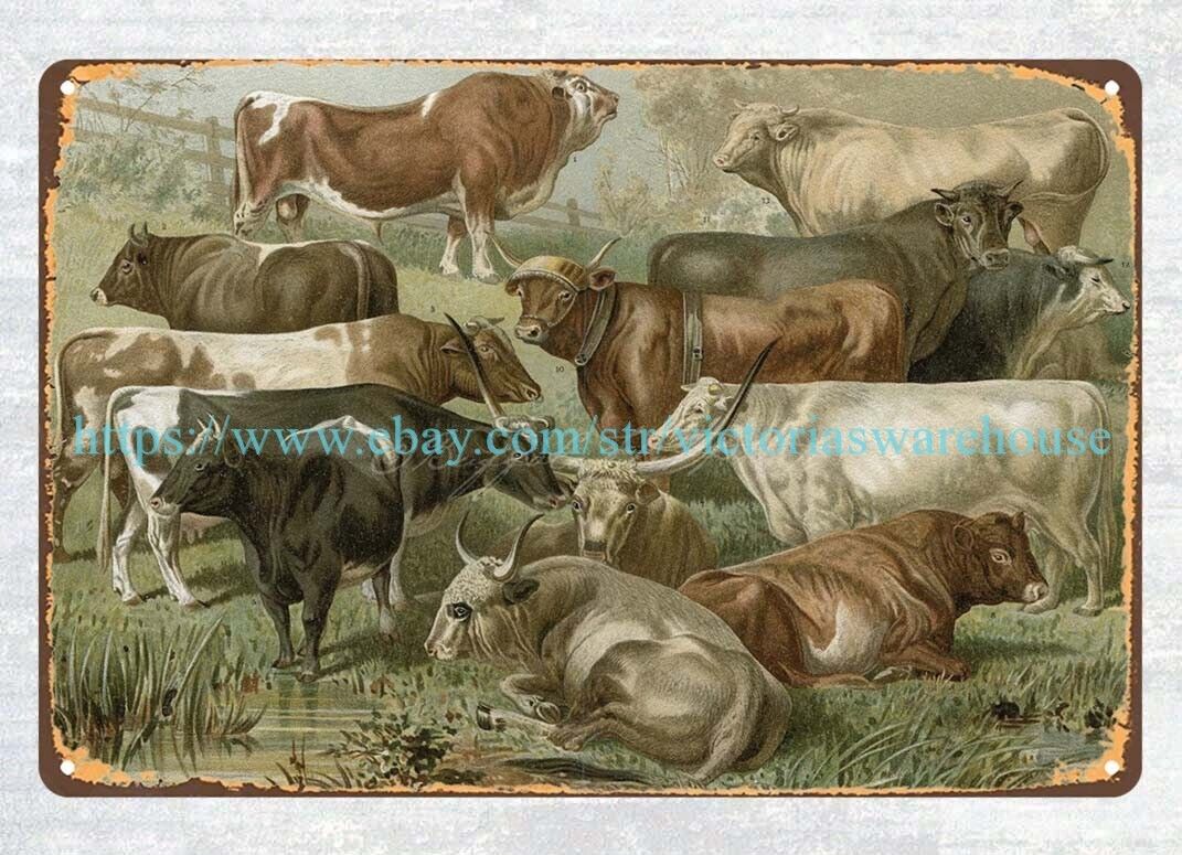1800s Cows Bulls Calves Dairy Herd art metal tin sign bedroom wall decor