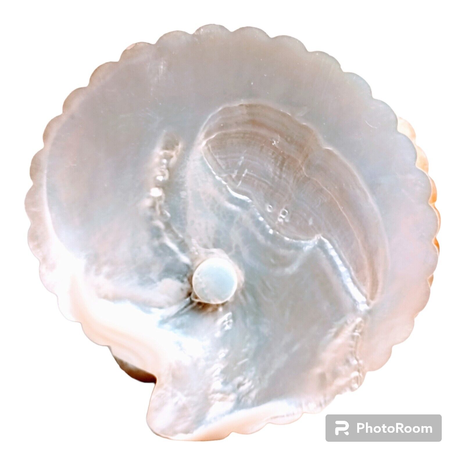 Victorian Art Nouveau Carved Seashell Dish