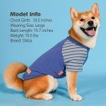 Blue Velvet Dog Shirts for Small Dogs (2 Pack)