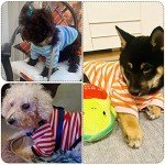 Colorful Striped T-Shirts for Small Dogs