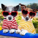 Colorful Striped T-Shirts for Small Dogs
