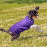 8-Pack Soft Dog T-Shirts for Pets