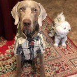 Cute Plaid Polo Shirt for Small Dogs