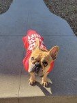 Love at First Sniff Dog T-Shirt