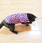 Cute Paw Print T-Shirts for Small Dogs