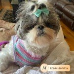 Cute Striped Dog and Cat Tank Tops - 2 Pack