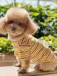 Cute Striped Cotton Dog T-Shirts, 2-Pack