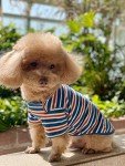 Cute Striped Cotton Dog T-Shirts, 2-Pack