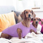 Funny Purple Dog T-Shirt for All Sizes