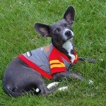 NFL Kansas City Chiefs Hoodie for Pets