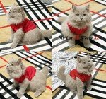 Funny Dog T-Shirts – 3 Pack Sleeveless Vests
