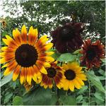 Set of 20 Sunflower Seed Packet Wedding Favors