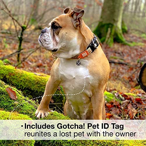 Max & Molly Soft Padded Neoprene Dog Collar w/Smart ID Gotcha! QR Pet Safety Tag, Durable, Waterproof, Anti-Stink, Machine Washable Collar for Dogs, Mosaic, L
