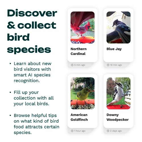 BIRD BUDDY® Original Smart Bird Feeder with Camera Solar Powered. High Resolution AI Camera for Beautiful Close-up Shots and a Unique Bird Watching Experience