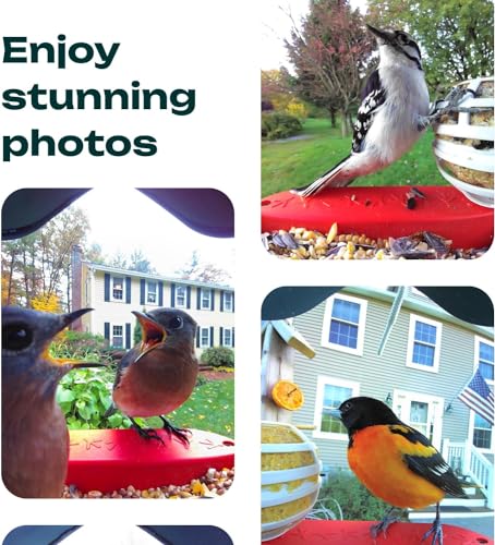 BIRD BUDDY® Smart Bird Feeder with HD Camera for Beautiful Close-ups and Unique Bird Watching