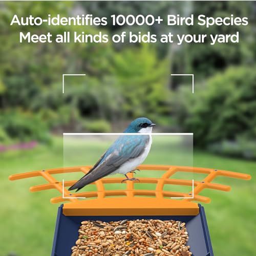 Birdkiss Smart Solar Feeder Camera: AI Identify WiFi Camera with Auto Bird Video Capture & Instant Notifications, Ideal Bird Lover Present