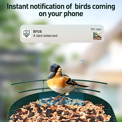 Soliom® Bird Feeder with Camera wireless outdoor with AI Identify Bird Species, Smart Wild Bird Watching Cam, Live View, Motion Triggered Notification, 3W Solar, 1.6L Small Size-Metal Case BF08S-G